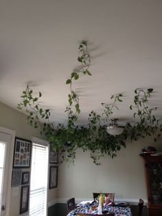 a dining room with a table and chairs covered in ivys hanging from the ceiling