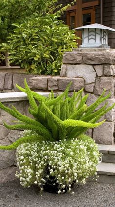 a potted plant sitting on the side of a stone wall next to some steps