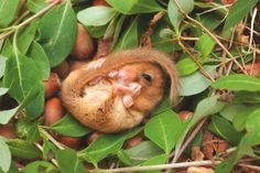 a small rodent laying on top of leaves and nuts in the ground with it's mouth open