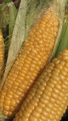 corn on the cob is shown in this close up photo, and it's not ripe enough to eat