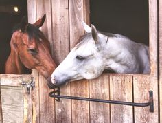 two horses sticking their heads out of a stable door together, one is brown and the other is white