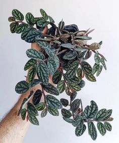 a hand holding a plant with green and red leaves on it's branches, against a white background