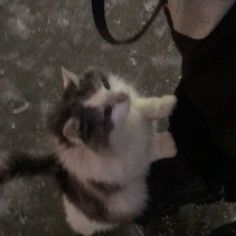 a cat is playing with its owner's hand on the ground in front of him