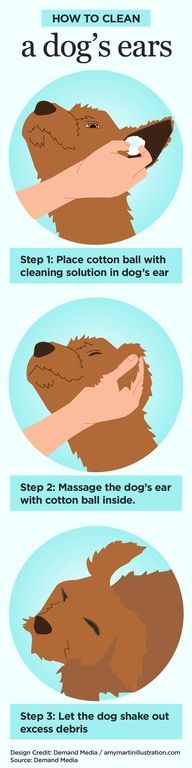 how to clean a dog's ears