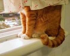 an orange and white cat sitting on top of a window sill