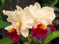 two white and red flowers with green leaves in the backgrounnd, close up