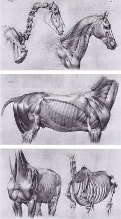 three different views of horses and their skeletal systems, each showing the lower half of the horse's skeleton