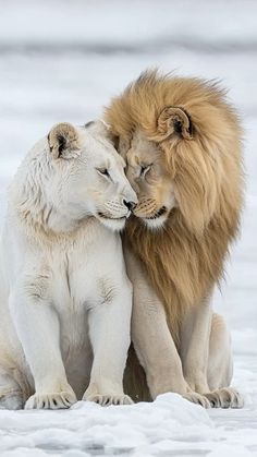 two white lions cuddling together in the snow with their faces close to each other