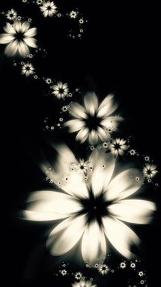 black and white photograph of flowers with water droplets on it's petals, in the dark