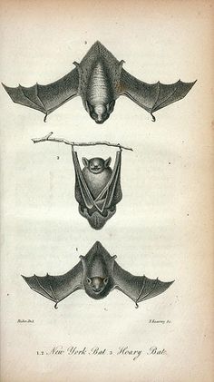 three bats hanging upside down in different positions