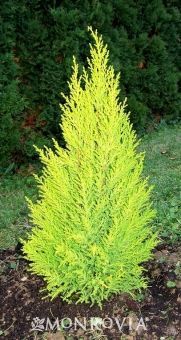 a small yellow tree sitting in the middle of a garden with dirt and grass around it