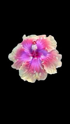 a pink and white flower on a black background