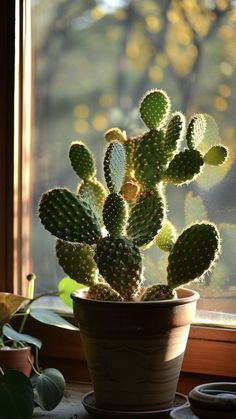 a potted cactus in front of a window