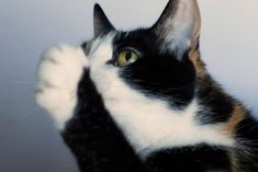 a black and white cat with its paw up