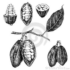 an illustration of cocoa beans on a branch with leaves and nuts in the pods