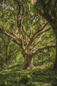 an old tree in the middle of a forest with lots of green leaves on it