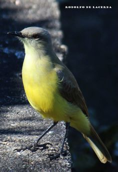 a yellow and gray bird standing on the ground