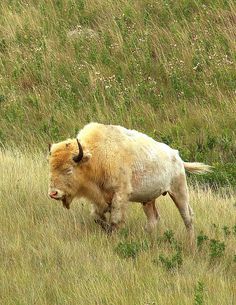 an animal that is standing in the grass