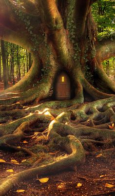 an image of a tree that is in the woods with its roots spread around it