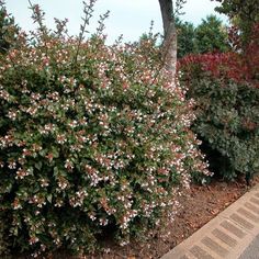 a bush with white and pink flowers next to a brick walkway in front of some trees