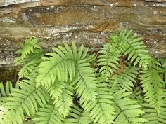 green plants growing in front of a stone wall