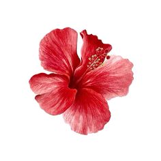 a red flower on a white background with no one around it to see the image