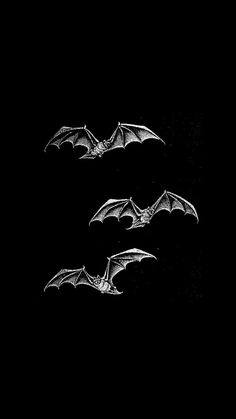 two bats flying in the dark on a black background