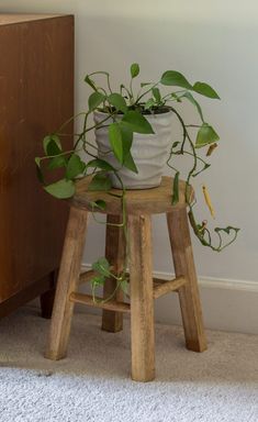 a potted plant sitting on top of a wooden stool