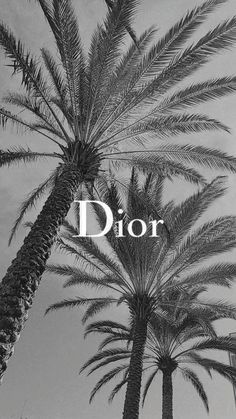 black and white photograph of palm trees with the words dior