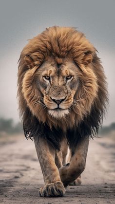 Trending Lion Wallpaper for Mobile Lup Singuratic, Lion Walking, Big Cats Photography, Wild Animal Wallpaper, Wild Animals Photography, Lions Photos