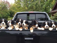 six puppies are sitting in the back of a pickup truck