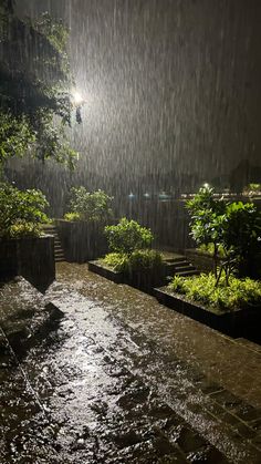 the rain is coming down on some plants and trees in the garden at night time