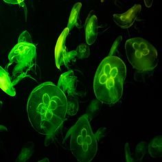 many green jellyfish are glowing in the dark water and some have their heads turned to look like clovers