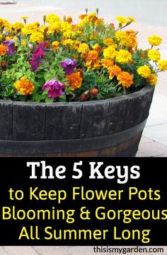 the 5 keys to keep flower pots blooming and gorgeous all summer long