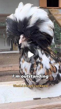 a bird with feathers on it's head and the words i'm outstanding