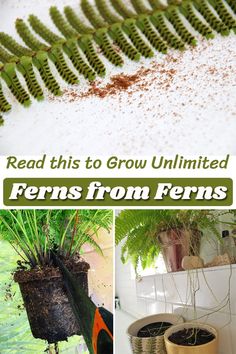 some plants that are growing from the ground and in pots with dirt on them, along with text overlay reading read this to grow unlimted ferns from ferns