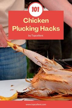 chicken plucking hacks with text overlay that reads 101 chicken plucking hacks