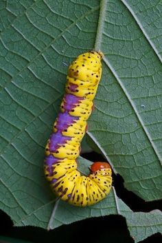 a yellow and purple caterpillar on a green leaf