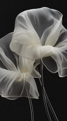 two white flowers with long stems sticking out of it's petals, against a black background