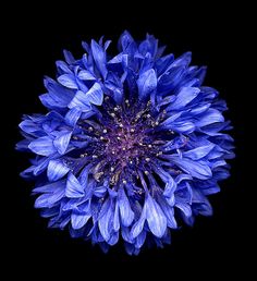 a blue flower is shown in the middle of this image, it looks like it's blooming