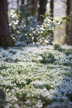 the ground is covered with white flowers and trees in the background are sunbeams