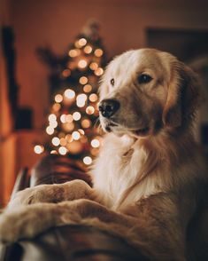 a golden retriever dog sitting in front of a christmas tree with lights on it