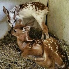 two baby deers are sitting in the hay