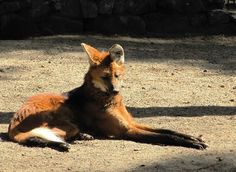 a brown and white fox laying on top of a dirt field