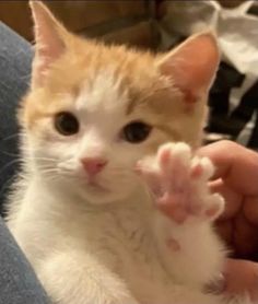 an orange and white kitten is sitting on someone's lap with its paw in the air