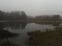 a foggy lake surrounded by trees and grass