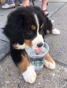 a puppy chewing on a starbucks cup with its tongue hanging out