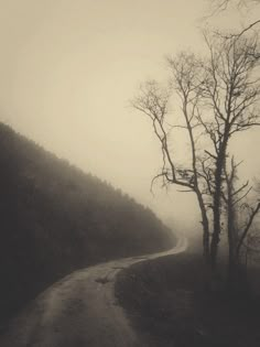 a dirt road with trees on both sides in the fog