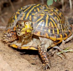 a close up of a turtle on the ground