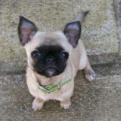 a small dog sitting on the steps looking up